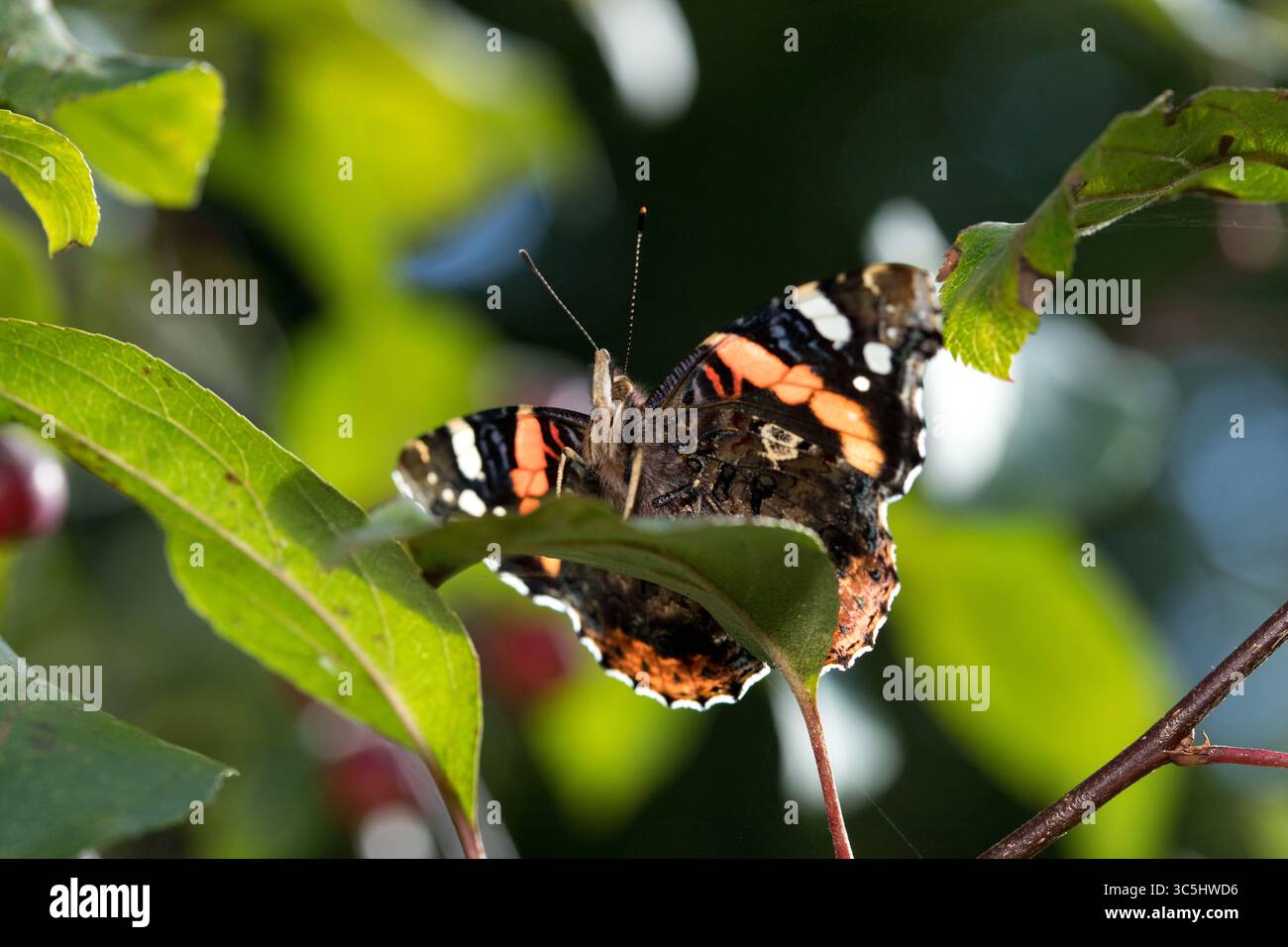Red Admiral papillon gros plan (Vanessa atalanta) repose sur une feuille verte, des motifs d'aile détaillés, l'espace de copie en arrière-plan flou, d'en haut Banque D'Images