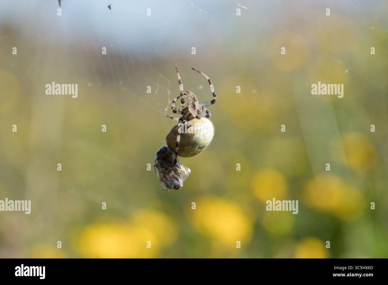 Une araignée Araneus quadratus fascinante, avec son abdomen arrondi distinct, rampant le long d'un brin de toile Banque D'Images