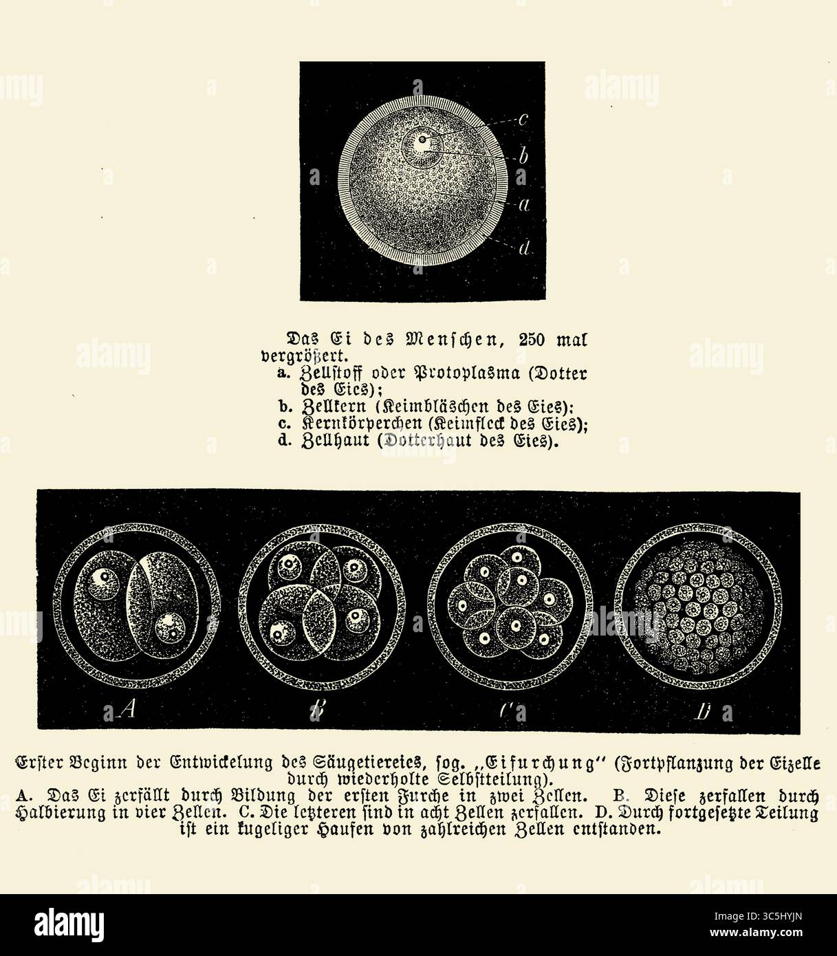 Oeuf humain amplifié 250 fois et le processus de division cellulaire (clivage) du développement embryonnaire précoce, gravure du XIXe siècle avec descriptions allemandes Banque D'Images
