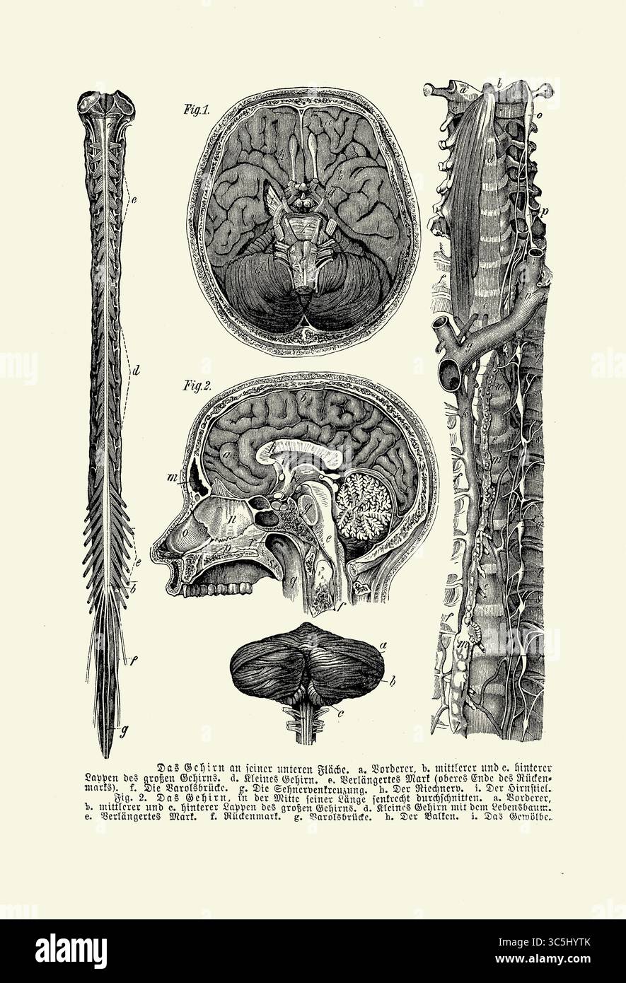 Anatomie : intérieur du crâne, cérébrum, colunme spinal et moelle épinière, gravure du XIXe siècle avec descriptions allemandes Banque D'Images