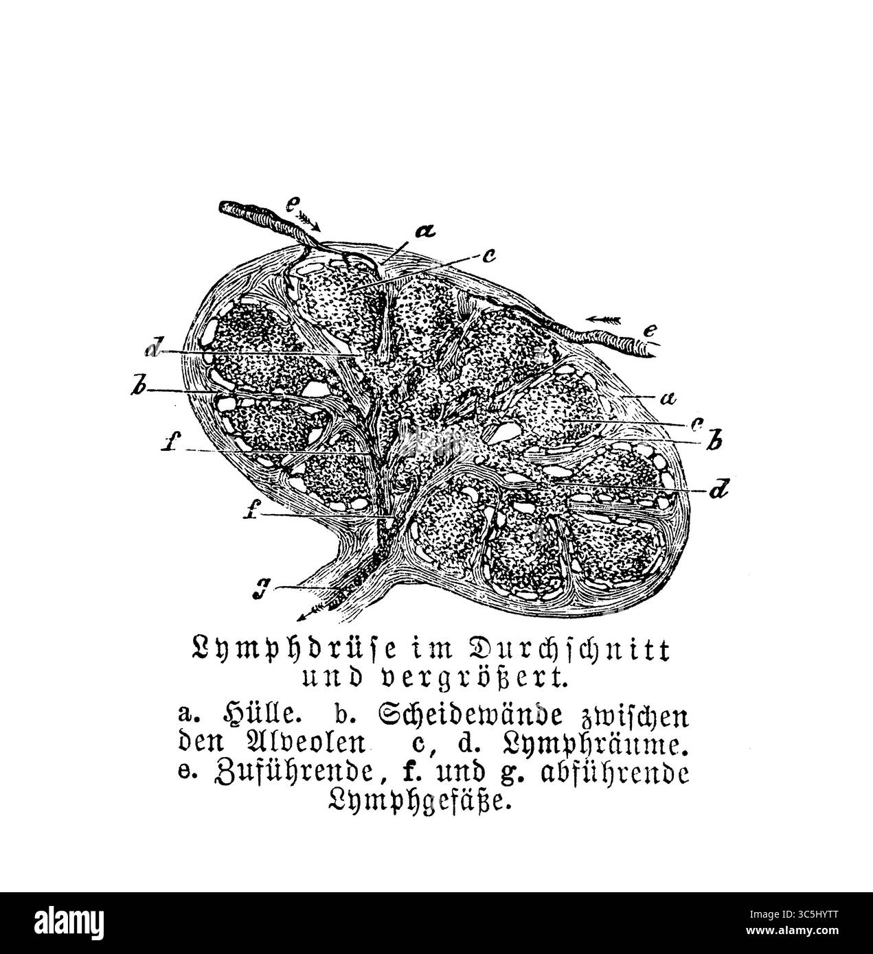 Anatomie : section de glande lymphatique agrandie, gravure du XIXe siècle avec descriptions allemandes Banque D'Images