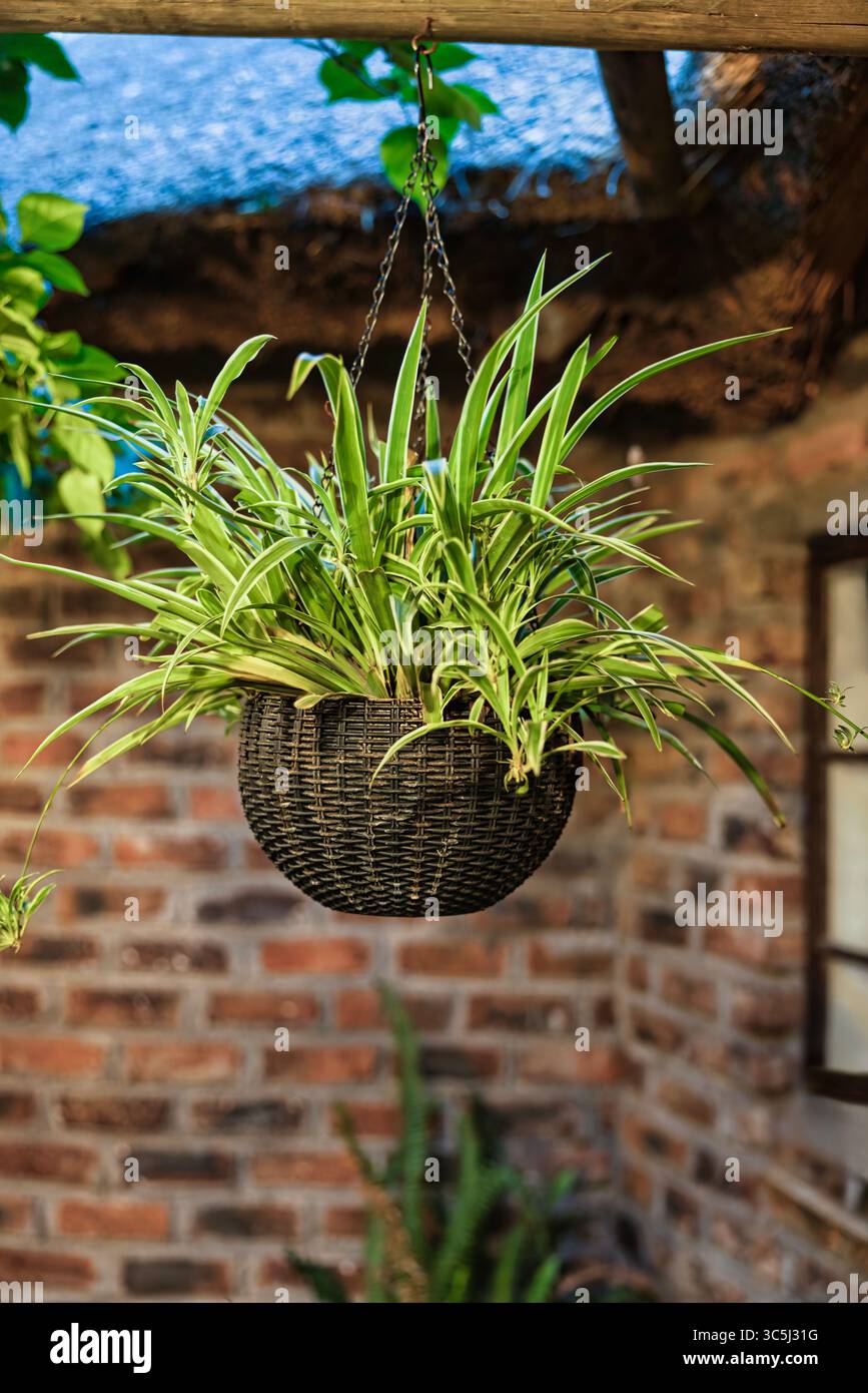 Comment cultiver et prendre soin de la plante d'araignée, Chlorophytum comosum, décor intérieur de plantes de balcon, pot suspendu dans la cour de jardin à l'extérieur Banque D'Images