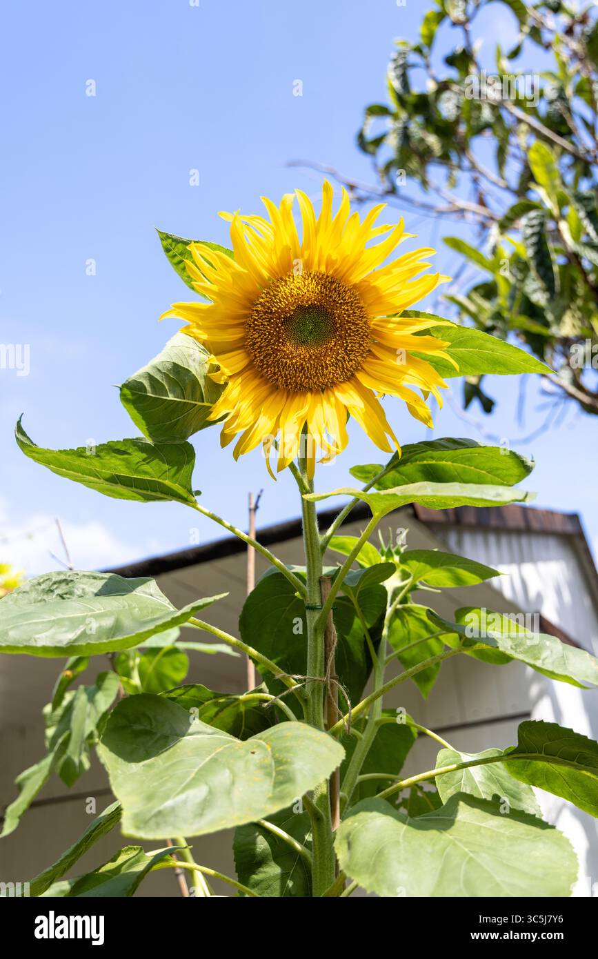 Grand tournesol jaune fleurissant contre un ciel bleu clair, avec une verdure urbaine et un bar de jardin blanc en arrière-plan. Banque D'Images