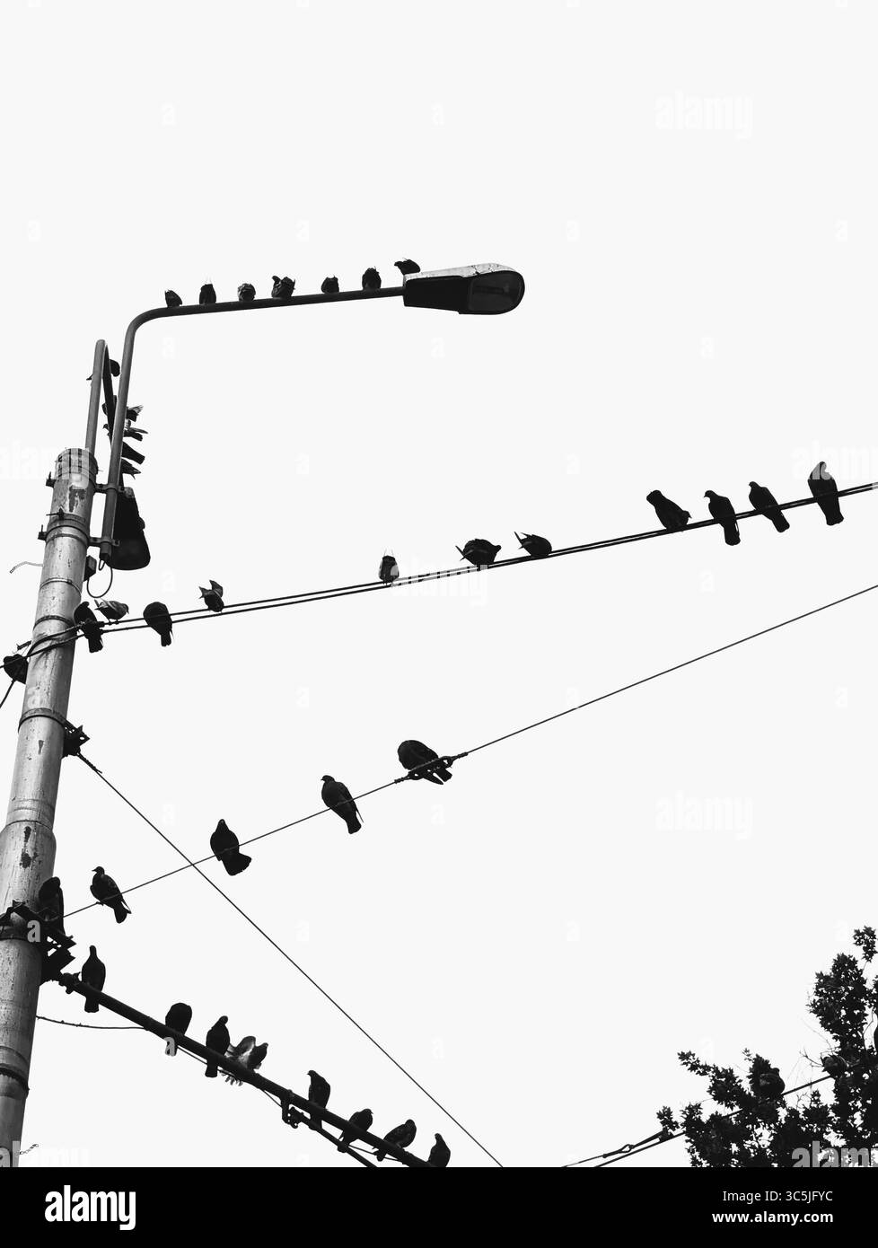 Oiseaux perchés sur Power Lines et Street Lamp Banque D'Images