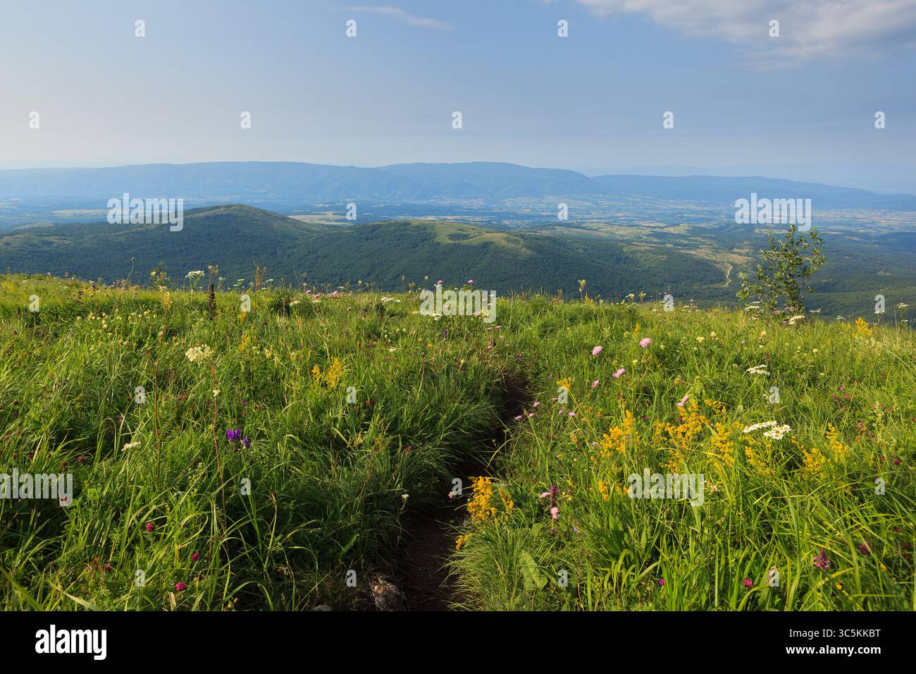 Vue panoramique sur les collines menant à Shiljak sur le mont Rtanj, mettant en valeur une végétation luxuriante et des fleurs sauvages vibrantes. Banque D'Images