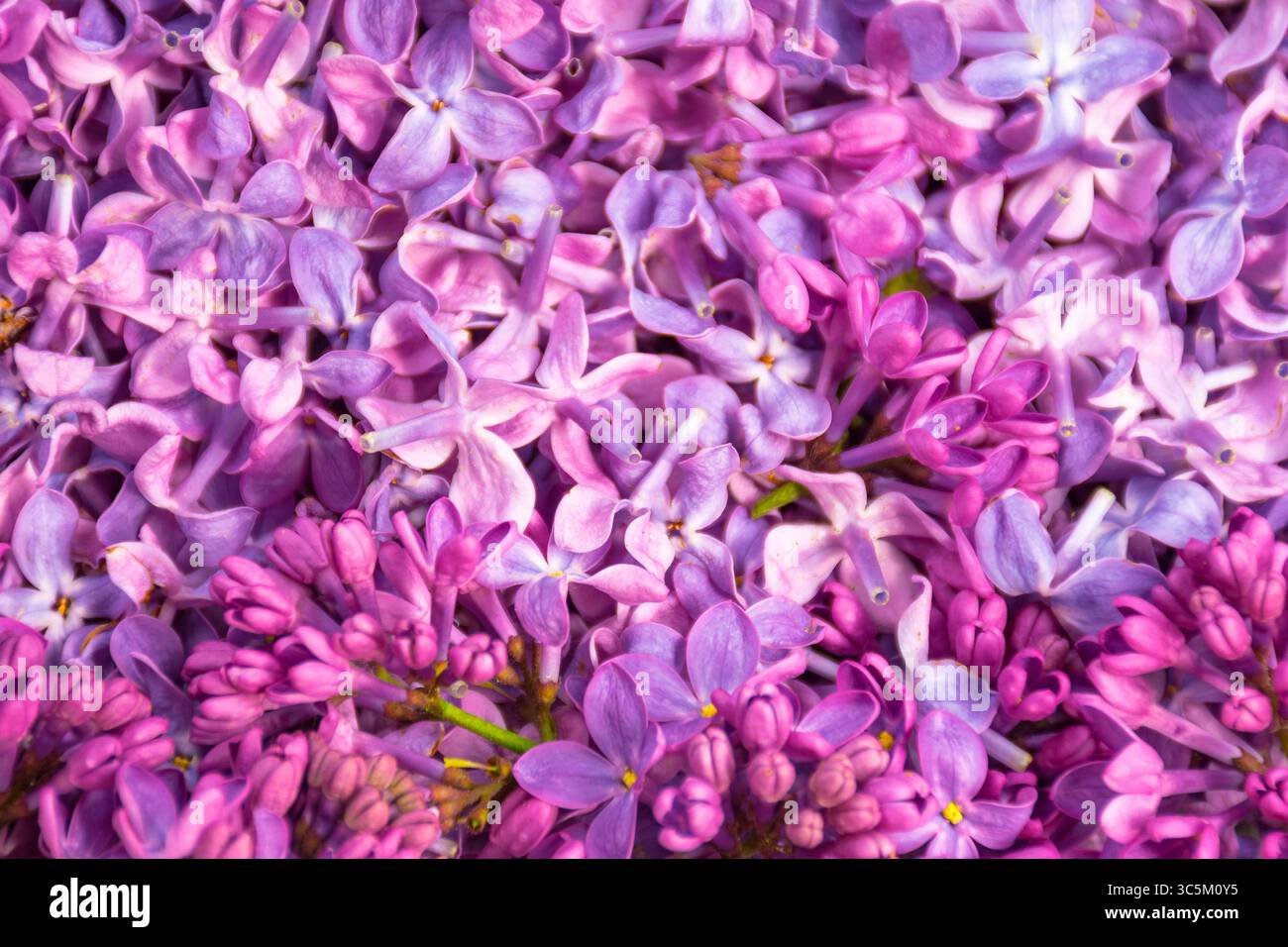 texture florale de syringa. fond printanier de pétales de lilas communs tombés Banque D'Images