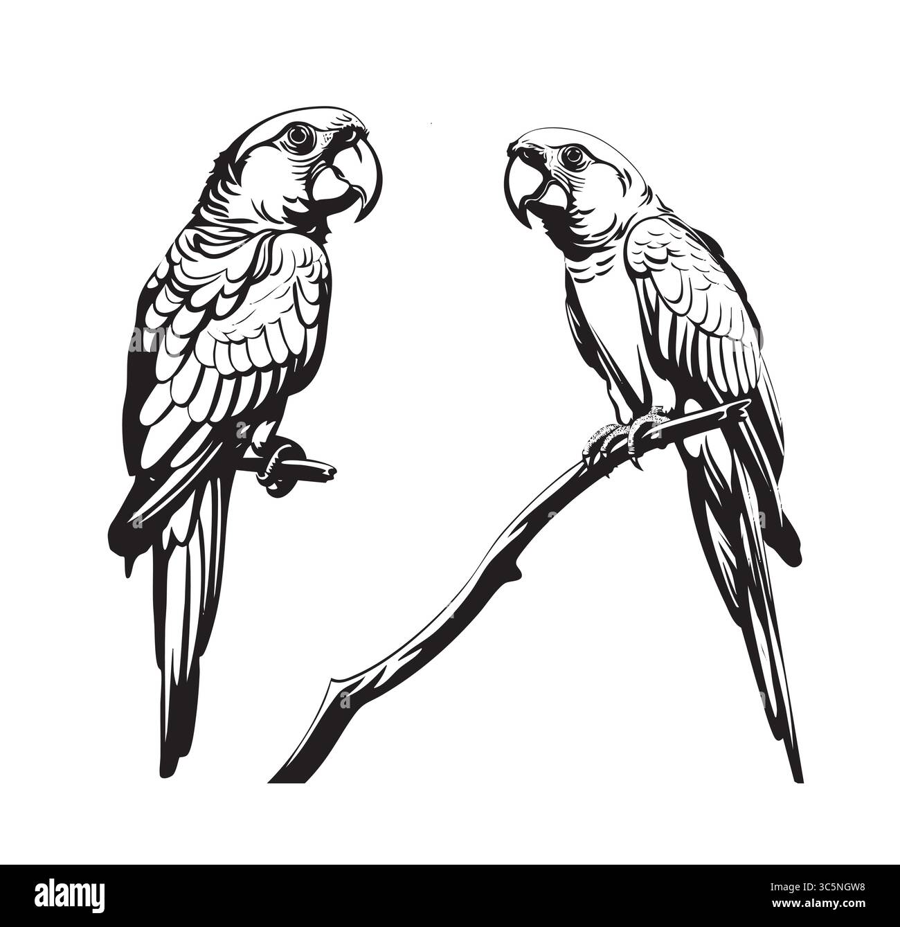 Vecteur de perroquet ARA. Oiseaux des forêts amazoniennes dans l'illustration de conception plate. Faune d'Amérique du Sud. Illustration de Vecteur