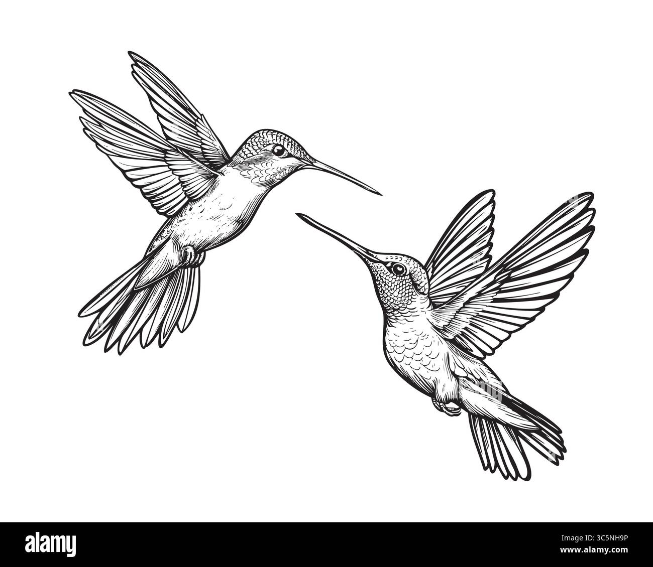 colibri saphir, illustration vectorielle colorée de style d'esquisse isolée sur fond blanc. oiseau bourdonnement turquoise, illust ornithologique scientifique Illustration de Vecteur