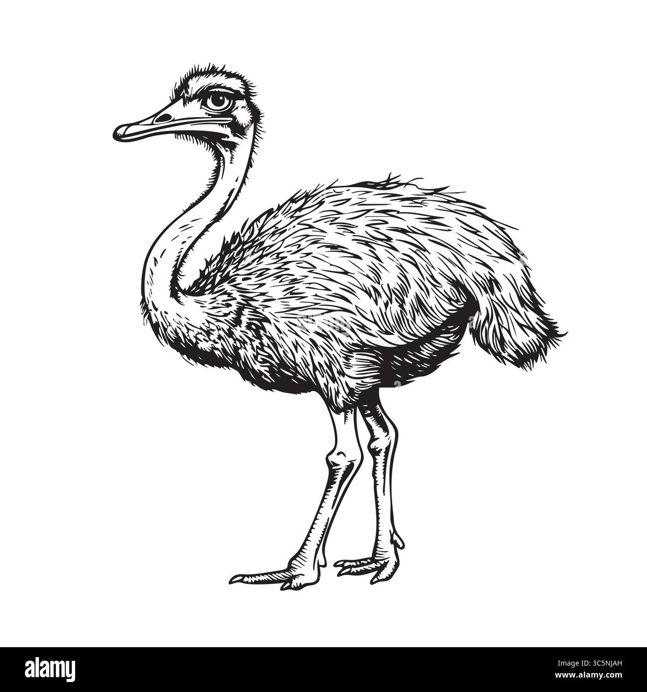 Esquisse d'une autruche.illustration convertie en vecteur Illustration de Vecteur