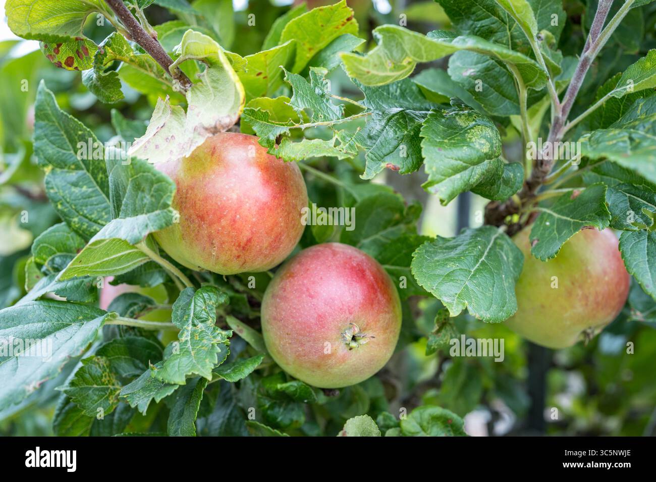 Les pommes qui poussent sur un arbre. Banque D'Images