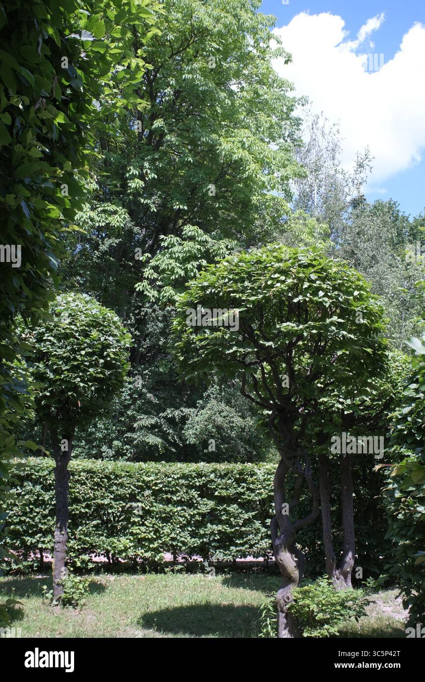 Syrets dendropark à Kiev, Ukraine. Aménagement paysager, plantes décoratives et fleurs. Banque D'Images