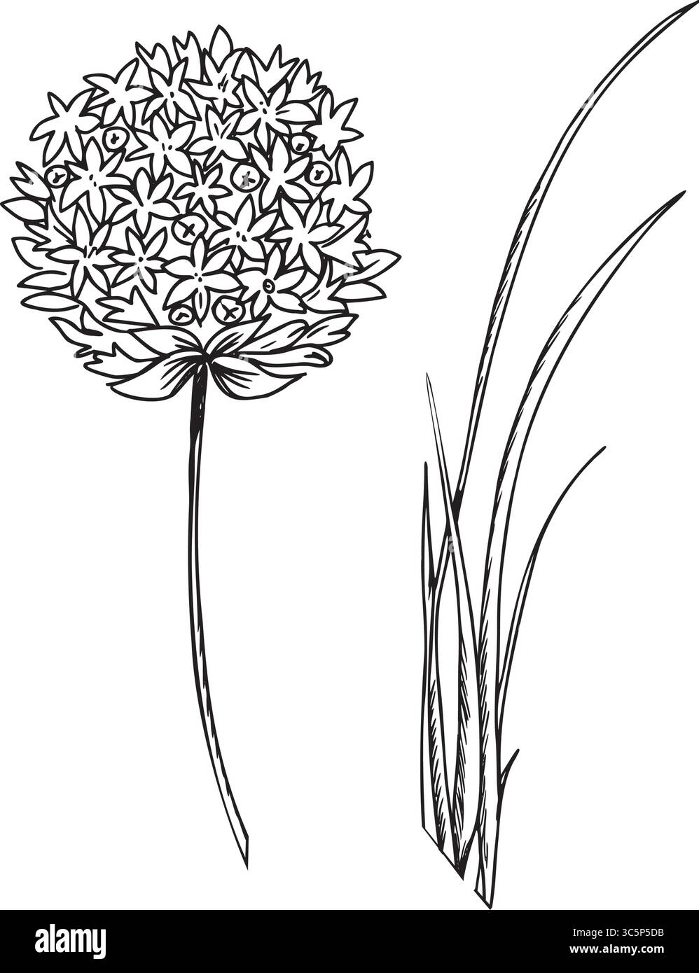 Ciboulette, feuilles d'ail et fleurs illustration vectorielle. Allium tuberosum isolé sur fond blanc. Ligne botanique dessinée à la main Pour le produit Illustration de Vecteur