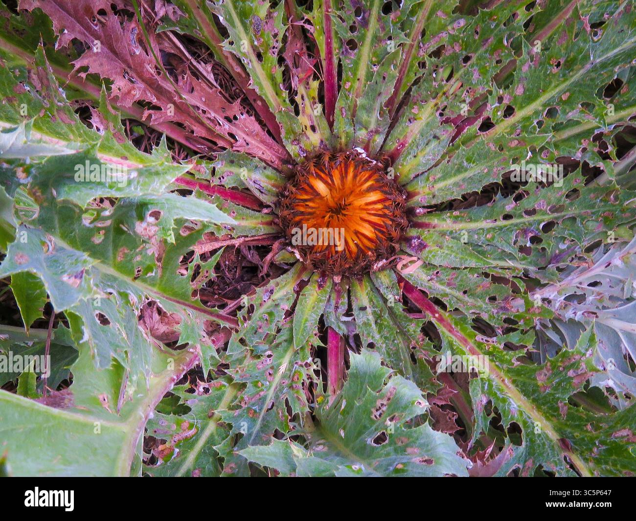 France, Pyrénées, Carlina acanthifolia, communément connu sous le nom de chardon Carline sans tige ou chardon argenté, dans son état fermé Banque D'Images