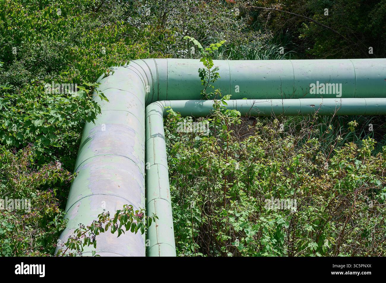 Fernwärmeleitung dans la végétation de grüner Banque D'Images