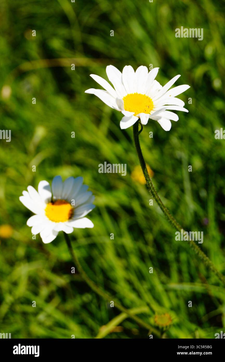 Un gros plan de deux marguerites blanches mignonnes poussant dans un champ vert Banque D'Images