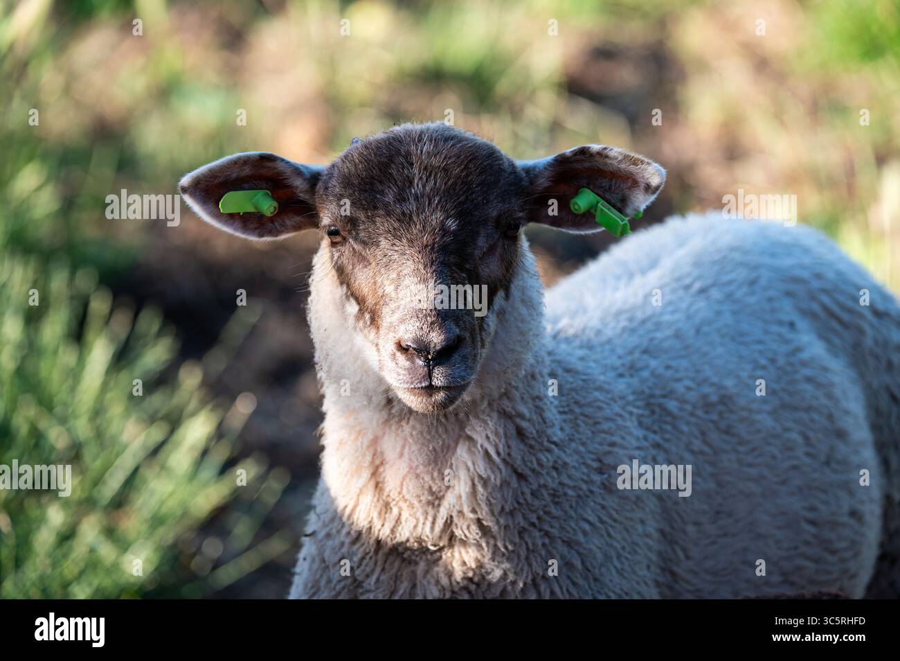 Ovins domestiques Ovis aries sur fond naturel à Pollinkhove, Lo Reninge, Belgique 8 juillet 2025 Banque D'Images