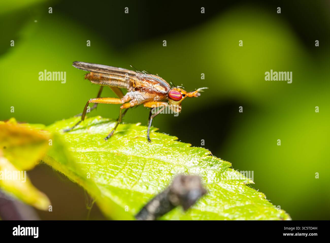 Mouche de bouse, Scathophaga stercoraria, macro mouche de bouse, mouche de bouse jaune, gros plan d'insecte, Diptera, macro insecte, entomologie, mouche sur feuille, photographie d'insectes Banque D'Images