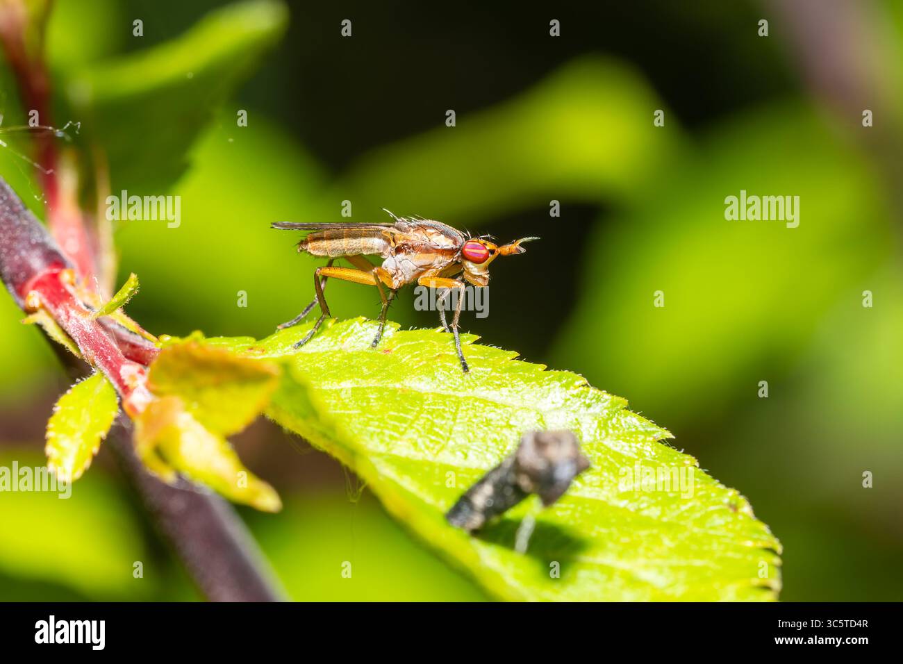 Mouche de bouse, Scathophaga stercoraria, macro mouche de bouse, mouche de bouse jaune, gros plan d'insecte, Diptera, macro insecte, entomologie, mouche sur feuille, photographie d'insectes Banque D'Images