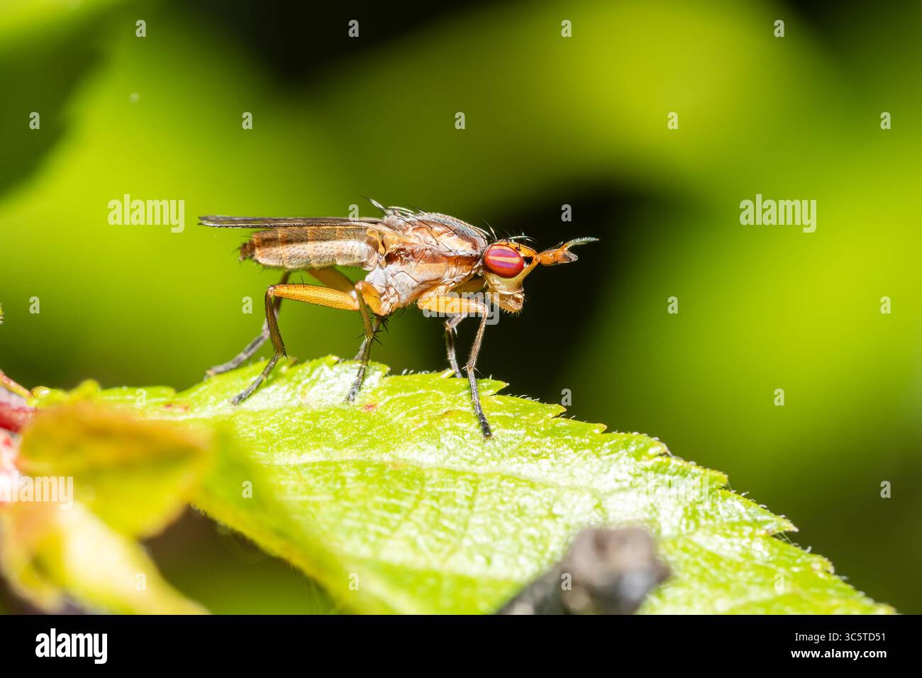 Gros plan d'une mouche de bouse (Scathophaga stercoraria) debout sur une feuille verte, photographie d'insectes macro à la lumière naturelle. Banque D'Images