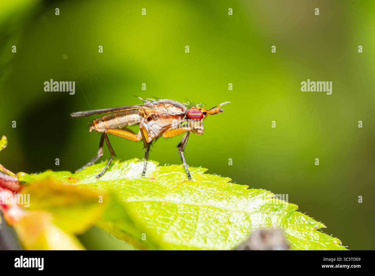 Mouche de bouse, Scathophaga stercoraria, macro mouche de bouse, mouche de bouse jaune, gros plan d'insecte, Diptera, macro insecte, entomologie, mouche sur feuille, photographie d'insectes Banque D'Images
