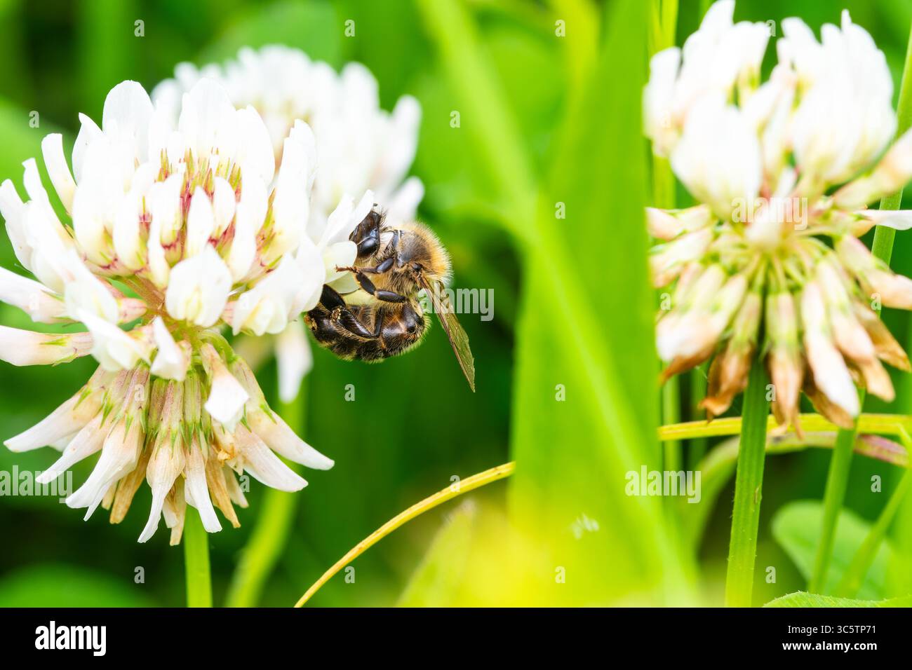 Mouche de grue Nephrotoma submaculosa perchée sur l'herbe, insecte diptère à longues pattes, photo macro de Vergigny, Yonne, France. Banque D'Images