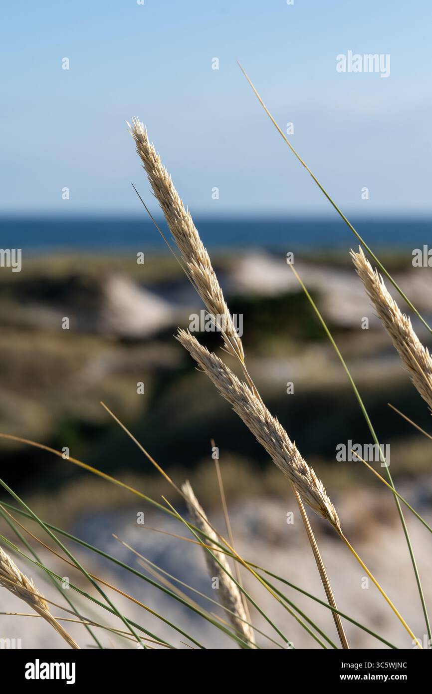 Plage Dune herbe balançant au bord de la mer Baltique un jour ensoleillé Banque D'Images