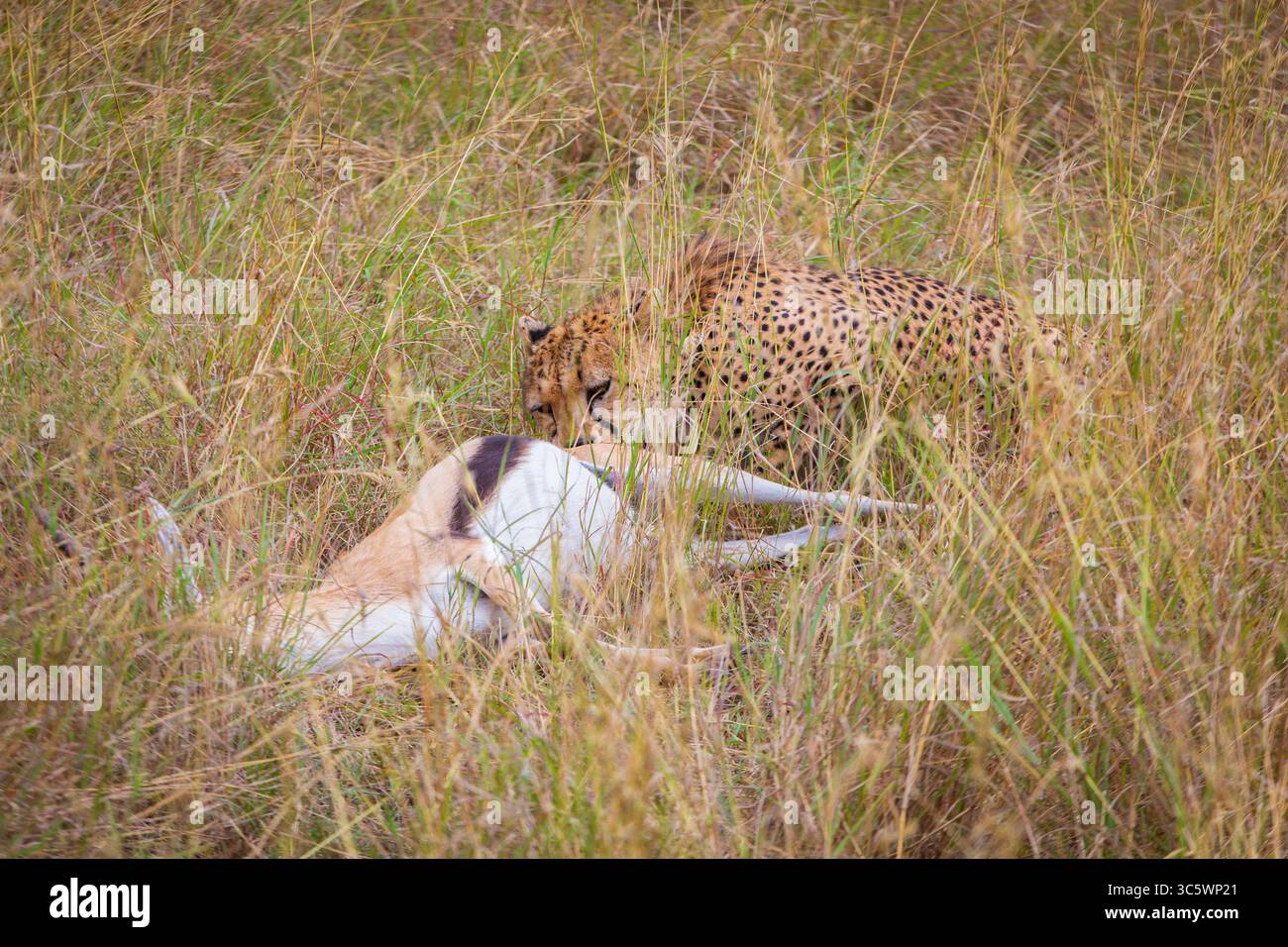 Un guépard avec du sang coulant de sa bouche mange une gazella qu'il a récemment tuée dans le parc national du Serengeti central en Tanzanie, en Afrique. Banque D'Images