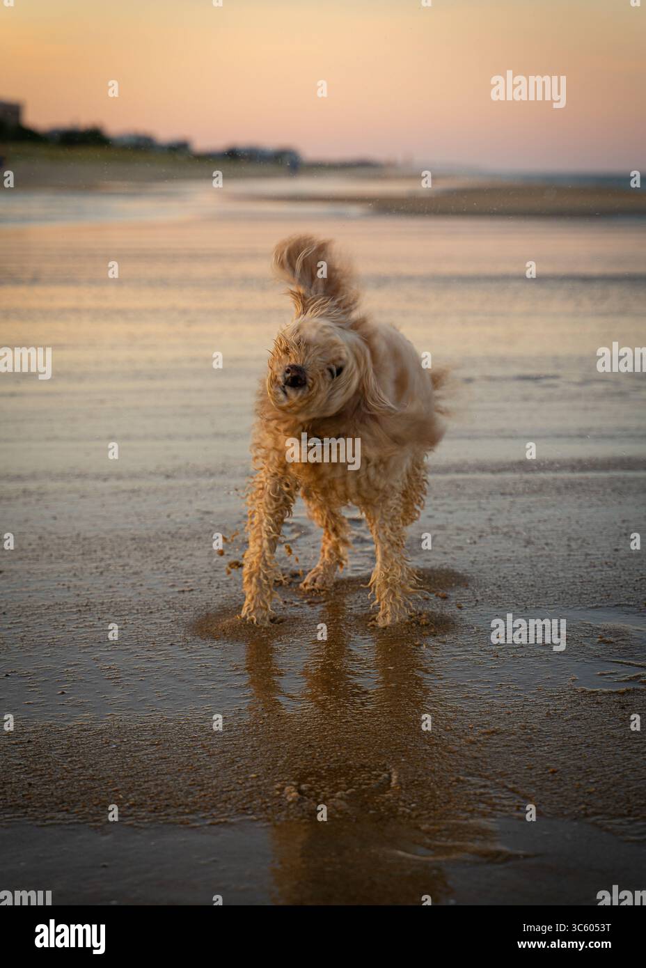 Sunset Beach Shake. Un chien secoue l'eau à un endroit non identifié de la plage. Banque D'Images