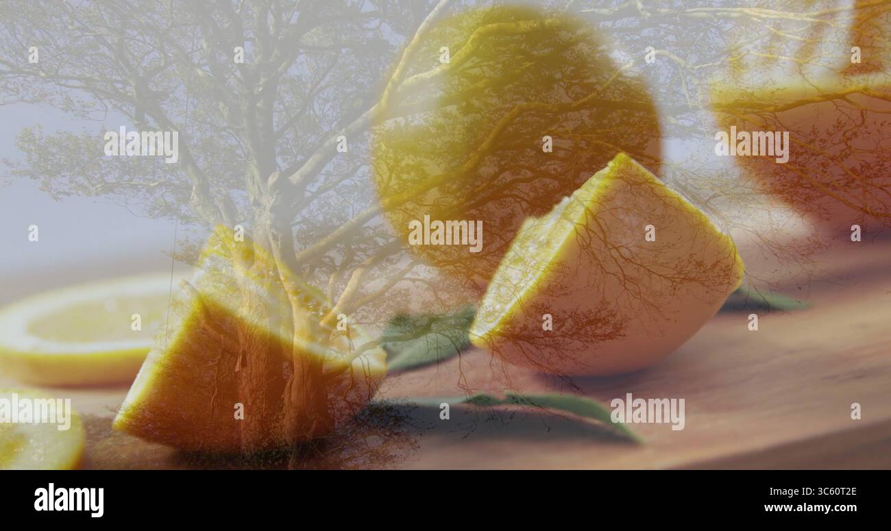Montrant des citrons entiers, des moitiés, des coins sur une planche de bois en studio avec des feuilles sous la silhouette de l'arbre Banque D'Images