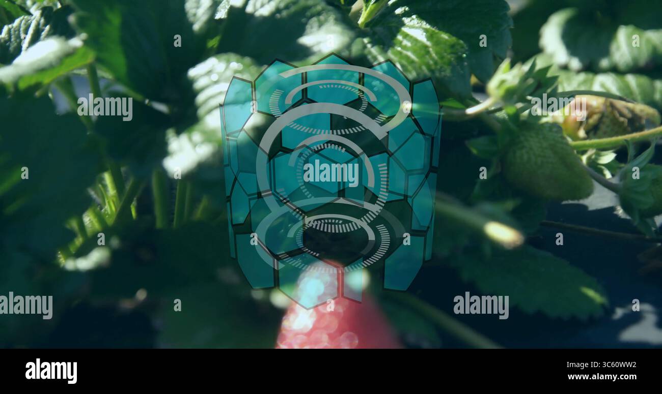 Affichage de la plante de fraise dans le lit de jardin montrant des feuilles vertes, des baies non mûres et l'interface sarcelle Banque D'Images