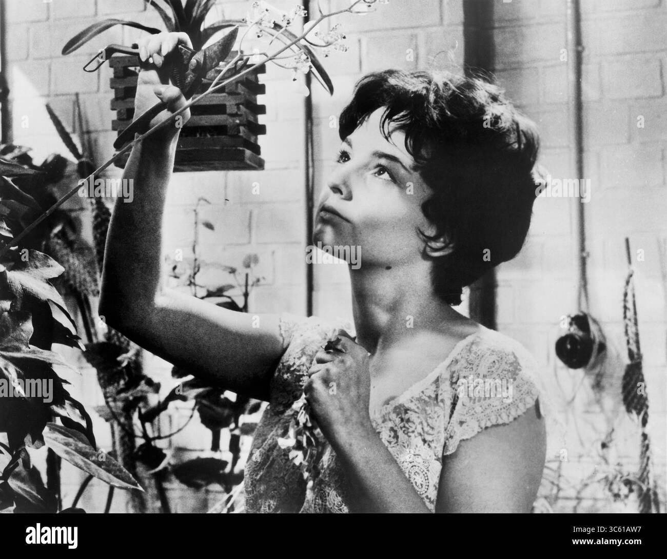 25 novembre 2019, États-Unis : Ingrid Andree, publicité toujours du film, ''le reste est silence'', allemand : ''Der Rest ist Schweigen'', 1959 (crédit image : © JT Vintage/Glasshouse via ZUMA Wire) Banque D'Images