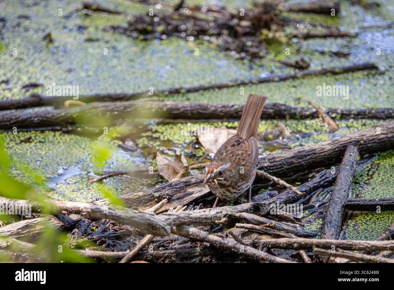 Un Song Sparrow perché sur des bâtons flottants avec un insecte dans sa bouche au refuge Oaks Bottom Wildlife refuge à Portland, Oregon Banque D'Images