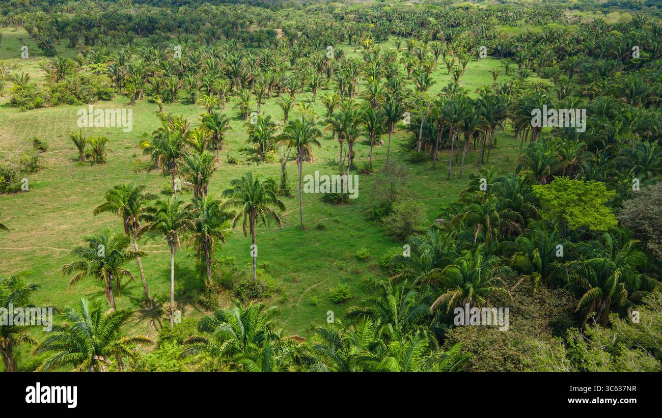Magnifique paysage aérien présentant une palmeraie vibrante à Casanare, en Colombie, capturant l'essence de la tranquillité de la nature. Banque D'Images