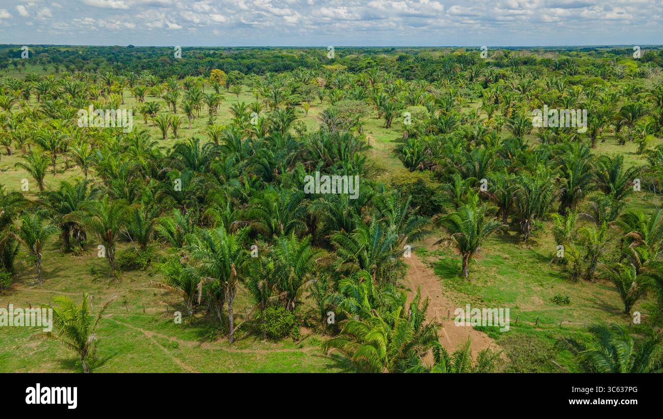 Superbe vue aérienne d'une forêt de palmiers animée à Casanare, en Colombie, mettant en valeur la riche verdure et la nature diversifiée de la région. Banque D'Images