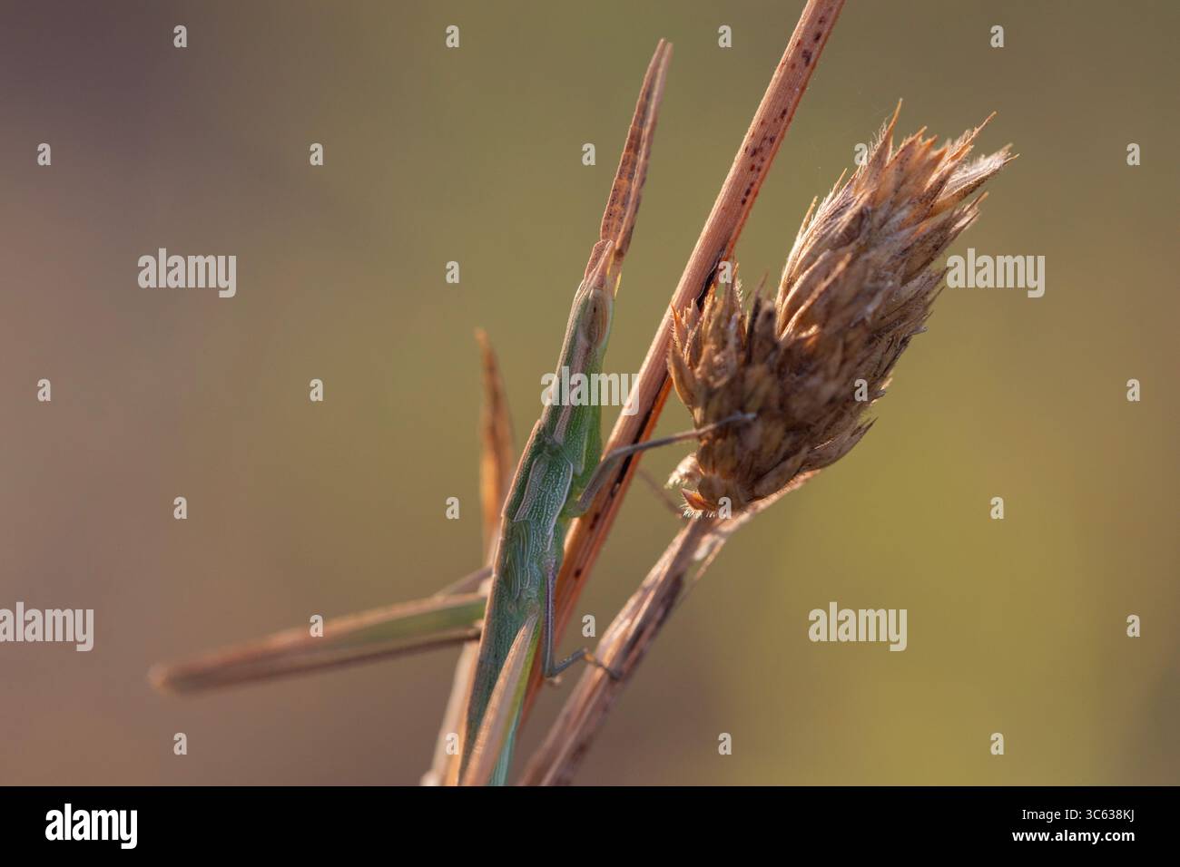 Sauterelle à bâton vert se fondant dans la végétation séchée en contre-jour chaud, parfaite pour les photos de macro d'insectes, de camouflage et de stock sur le thème de la nature. Banque D'Images