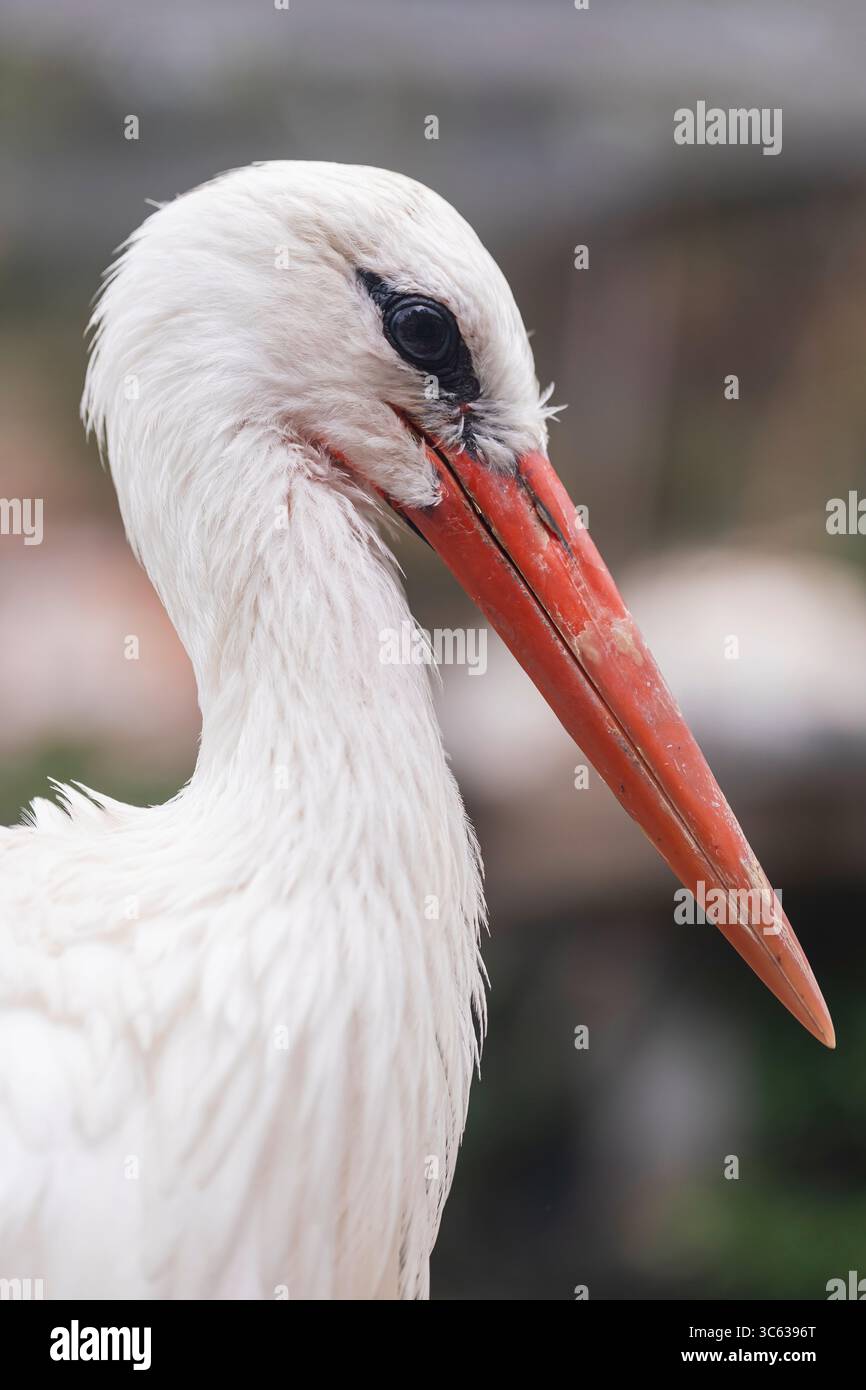 Portrait en gros plan d'une cigogne blanche avec bec rouge et détails fins de plume, idéal pour la faune, la conservation des oiseaux ou les photos sur le thème de la nature. Banque D'Images