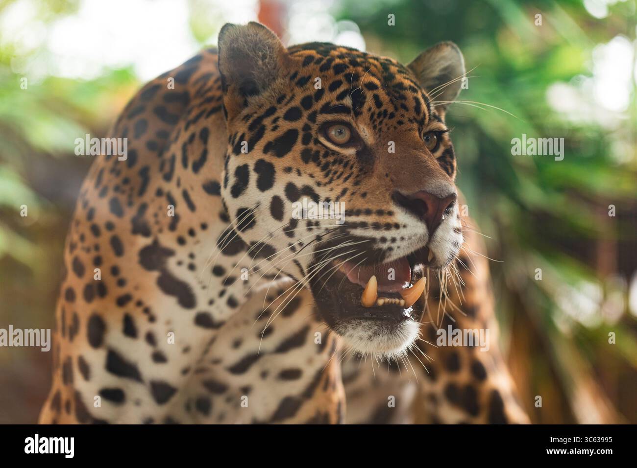 Gros plan des dents sauvages de jaguar dans la forêt tropicale humide, idéal pour la photographie animalière, les documentaires sur la nature ou les concepts sur le thème des prédateurs. Banque D'Images