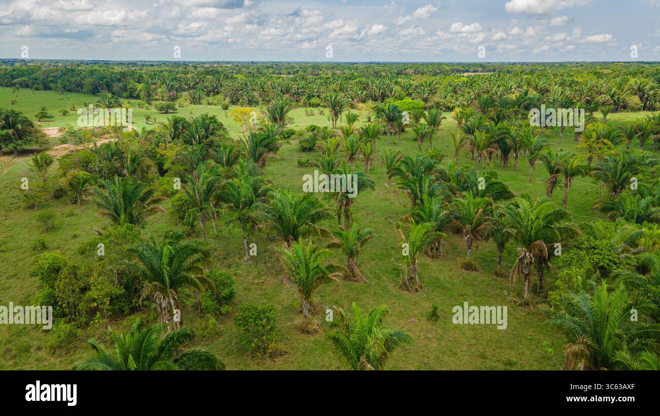 Vue aérienne d'un paysage tropical vibrant rempli de palmiers et de verdure à Casanare, en Colombie, mettant en valeur la beauté de la nature. Banque D'Images