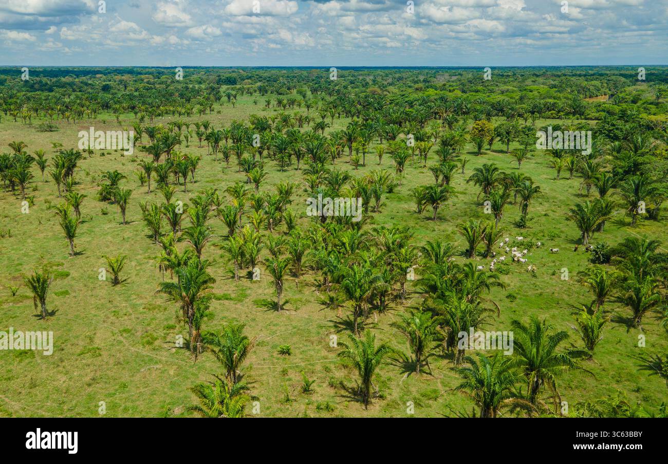 Vue aérienne d'un paysage verdoyant à Casanare, en Colombie, avec des palmiers et du bétail en pâturage sous un ciel lumineux. Banque D'Images