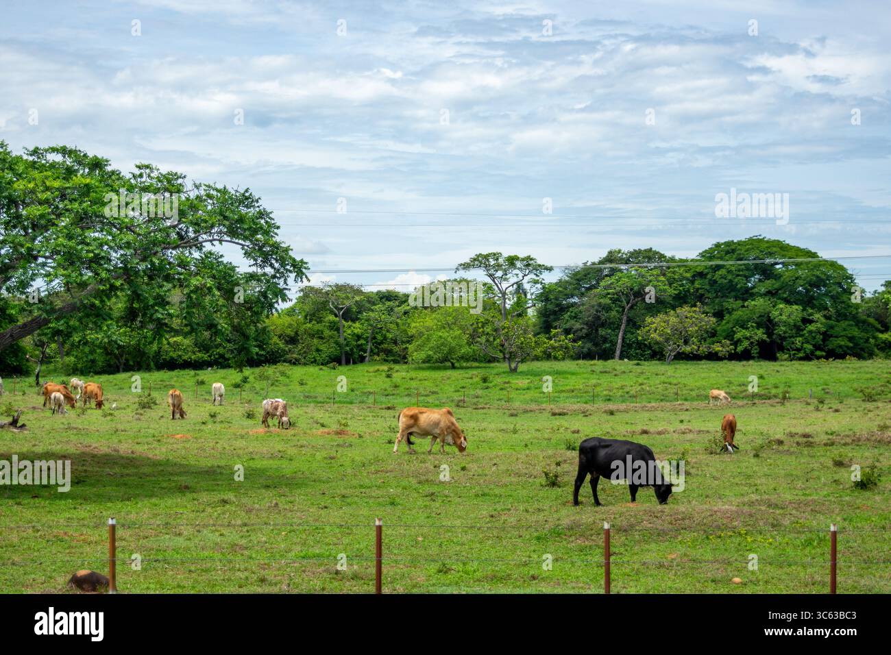 Un paysage serein avec des bovins qui paissent dans des champs verdoyants entourés d'arbres à Casanare, en Colombie. Banque D'Images