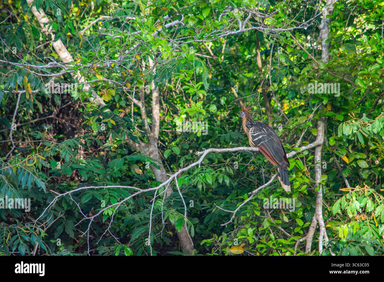 Un oiseau vibrant perché sur une branche au milieu d'un feuillage dense à Casanare, en Colombie, mettant en valeur la riche biodiversité de la région. Banque D'Images