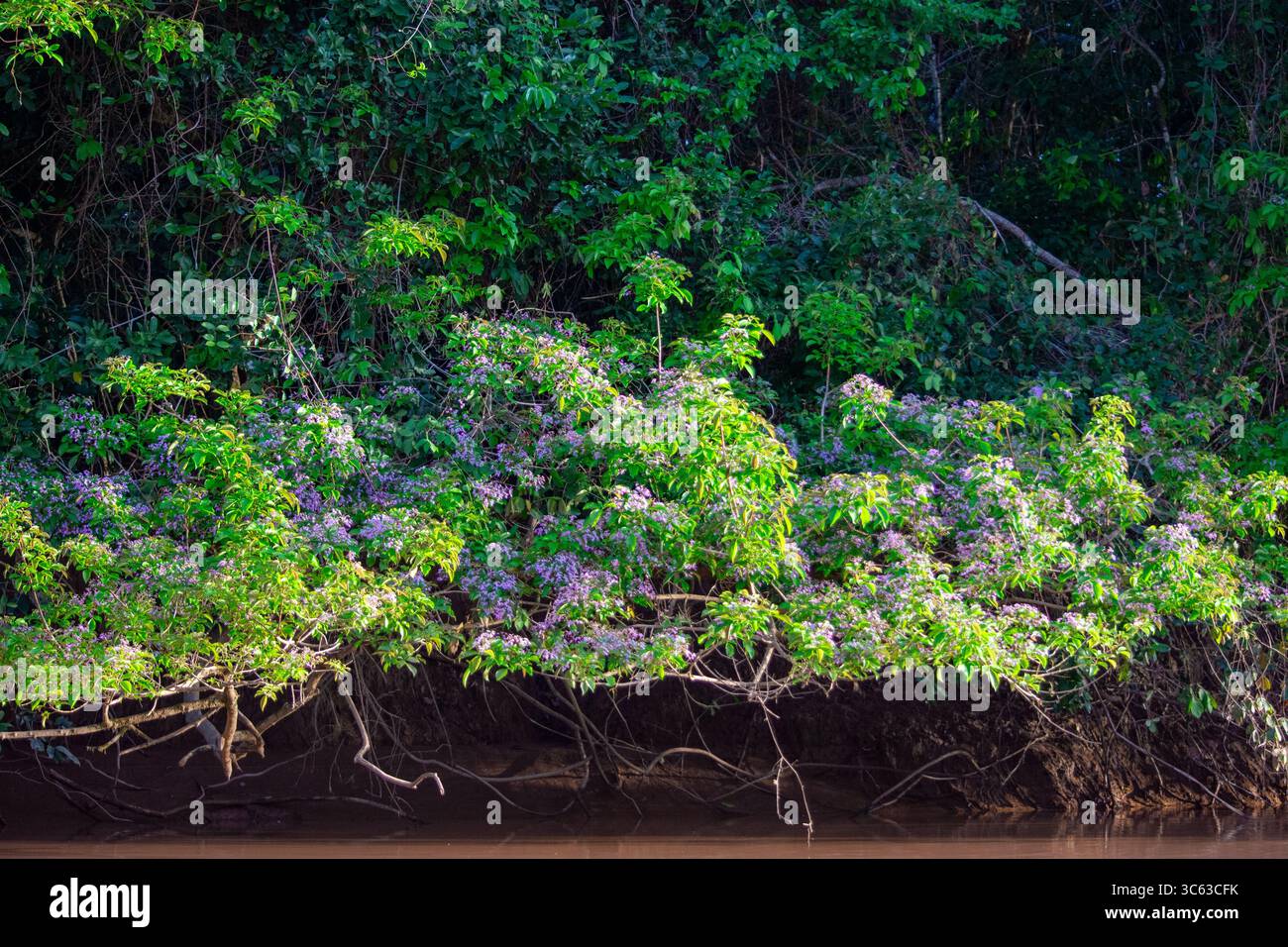Une scène animée des berges de Casanare, en Colombie, avec un feuillage vert luxuriant et des fleurs en fleurs le long du bord de l'eau. Banque D'Images