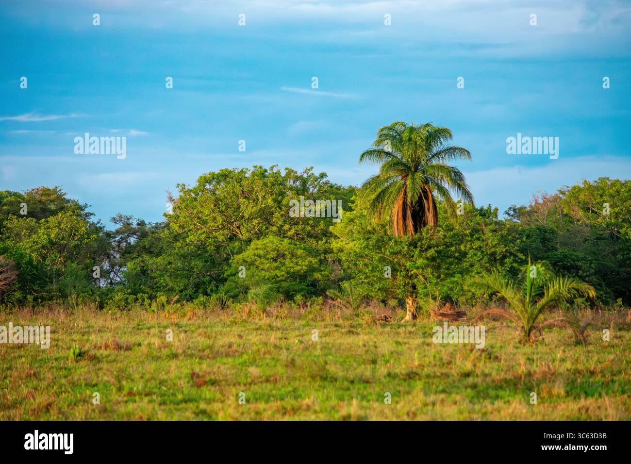 Une vue vibrante sur la nature à Casanare, en Colombie, avec des palmiers et un feuillage vert sous un ciel bleu. Banque D'Images