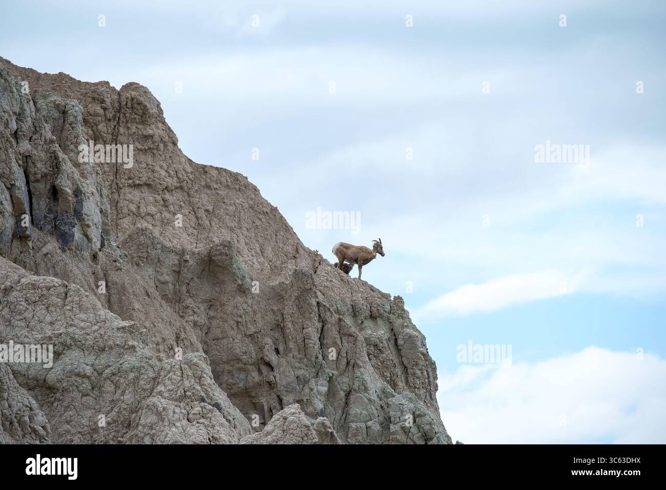 Des moutons bighorn debout sur les falaises escarpées du parc national des Badlands dans le Dakota du Sud, mettant en valeur la beauté sauvage de la région et la faune indigène. Banque D'Images