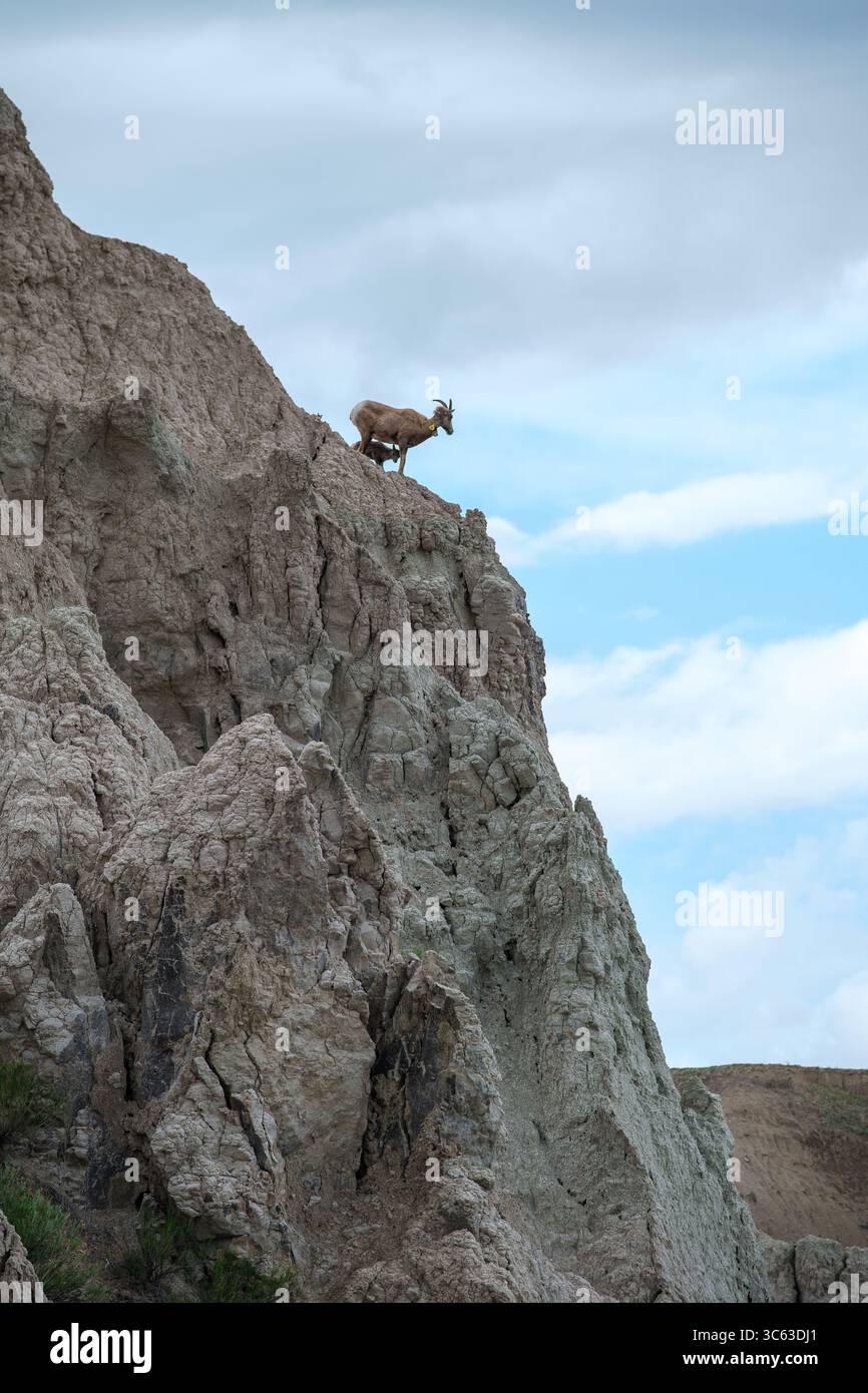 Des moutons bighorn debout sur les falaises escarpées du parc national des Badlands dans le Dakota du Sud, mettant en valeur la beauté sauvage de la région et la faune indigène. Banque D'Images