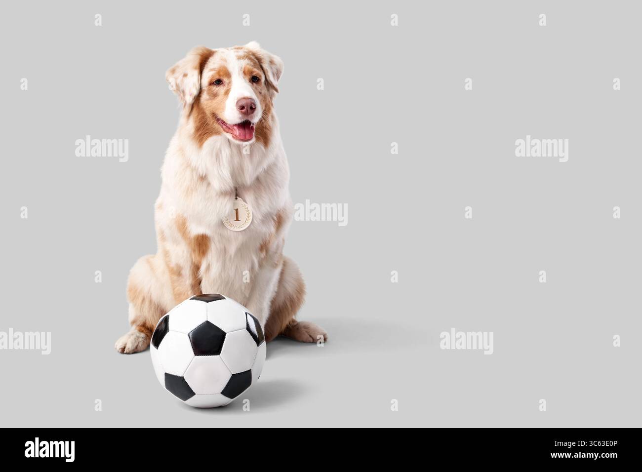 Chien berger australien mignon avec médaille de la première place et ballon de football sur fond clair Banque D'Images