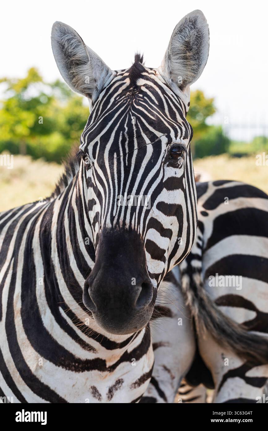 Gros plan d'un zèbre dans un habitat naturel avec des rayures noires et blanches claires, photographié en plein jour lors d'un safari animalier en Afrique. Banque D'Images
