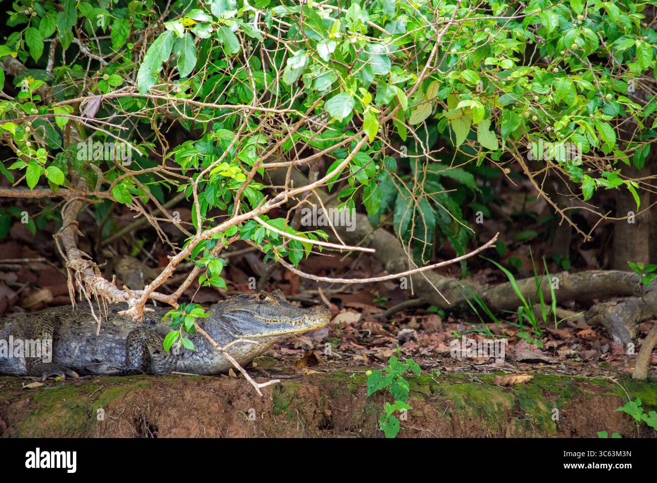 Un caïman se trouve tranquillement parmi le feuillage vert vibrant de Casanare, en Colombie, mettant en valeur la beauté de la nature et de la faune. Banque D'Images
