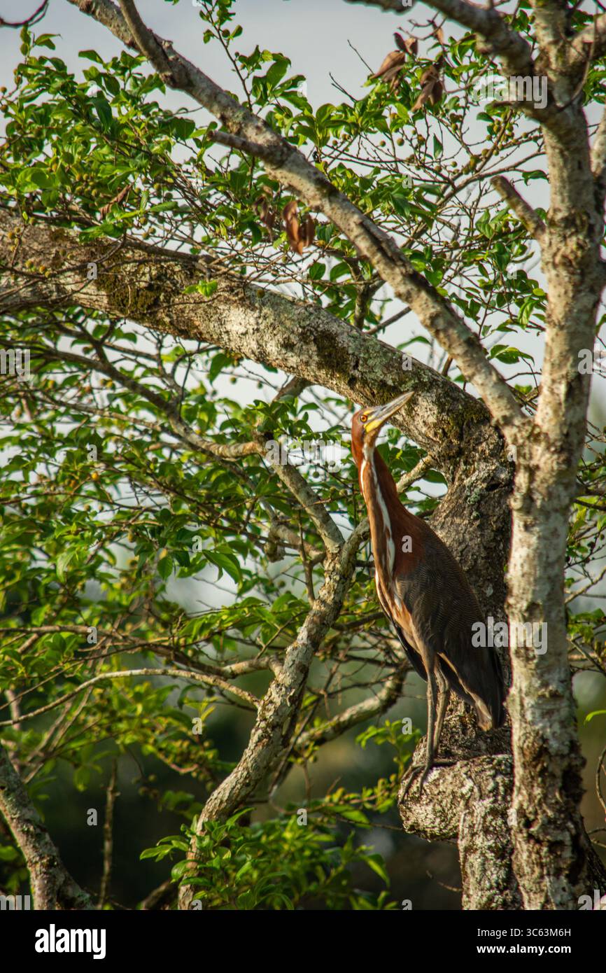 Un magnifique héron se dresse élégamment sur une branche d'arbre, entouré d'un feuillage vert luxuriant à Casanare, en Colombie. Banque D'Images