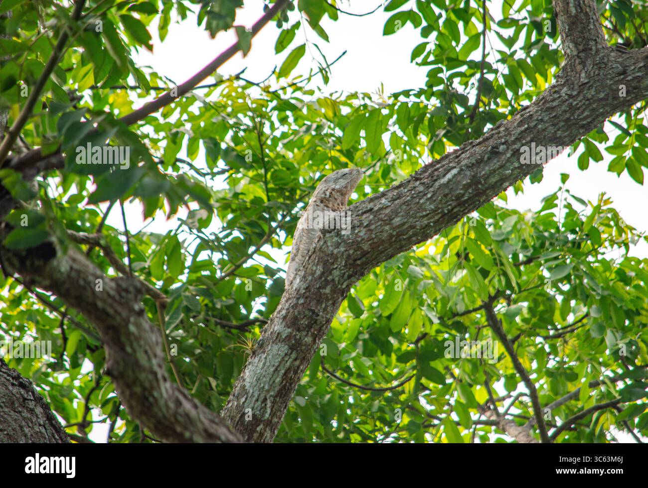 Un lézard reposant sur une branche d'arbre au milieu d'un feuillage vert luxuriant à Casanare, en Colombie, mettant en valeur la nature vibrante. Banque D'Images